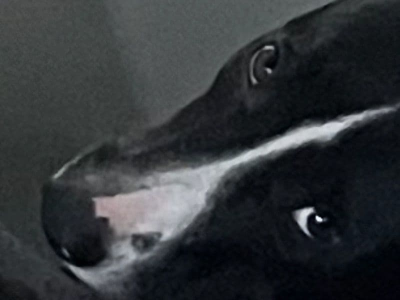 American PitBull Terrier 1 year 5 months old male medium named Lovable for adoption in New Franklin, Ohio | Petmeetly