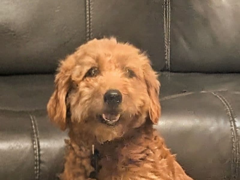 Penny - Poodle | Petmeetly