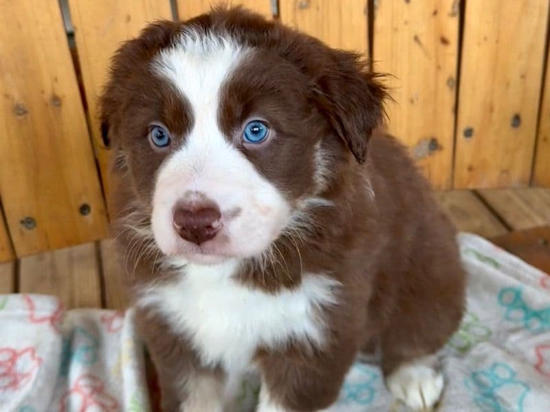 Australian Shepherd 2 months old female medium named Sweetheart for sale in Dawsonville, Georgia | Petmeetly