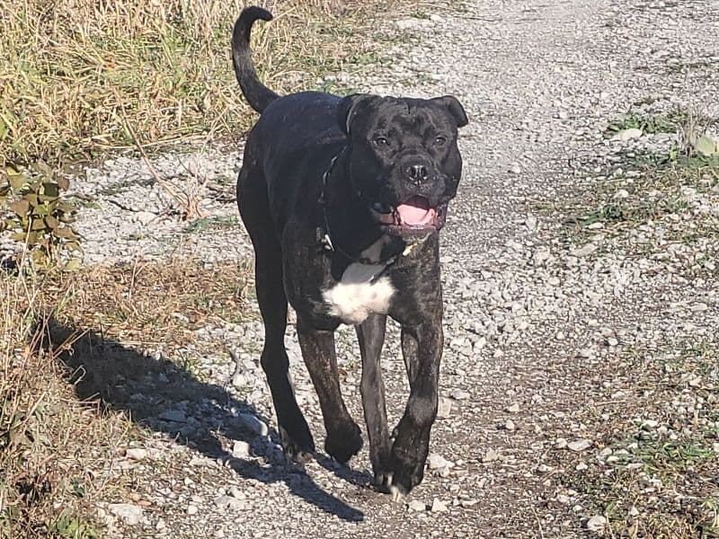 Bruiser primary photo