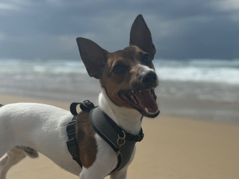 Oscar primary photo
