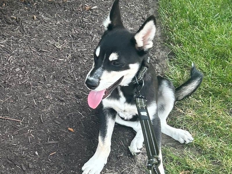 Alaskan Husky 10 months old male medium named Thor for breeding in Odenton, Maryland | Petmeetly