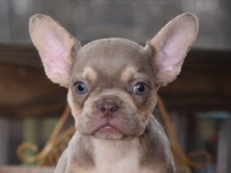 French Bulldog 2 months old female small named Cream for sale in Rockingham County, North Carolina | Petmeetly