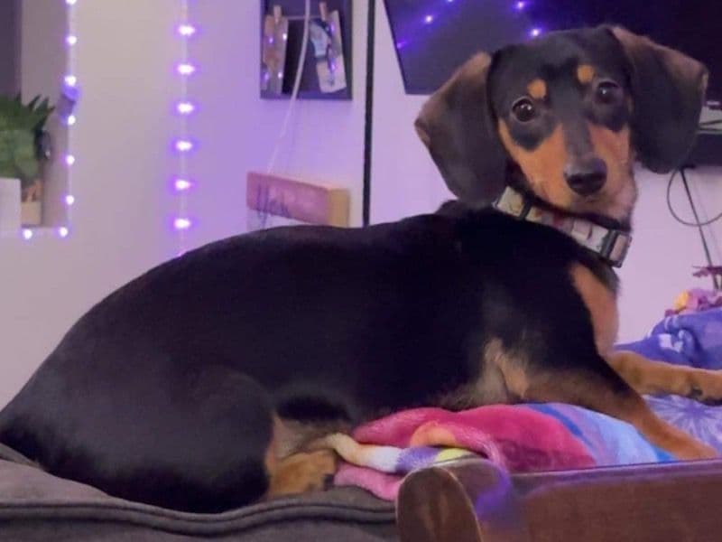 Dachshund 2 years old female small named Mila for breeding in Cook County, Illinois | Petmeetly