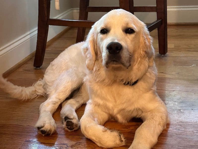 English Cream Retriever 3 years old female large named Pearl for breeding in Anderson County, South Carolina | Petmeetly