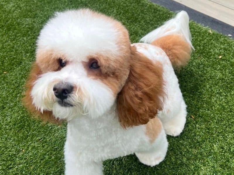 Miniature Poodle 1 year 6 months old male small named Cooper for breeding in Central Bedfordshire, England | Petmeetly