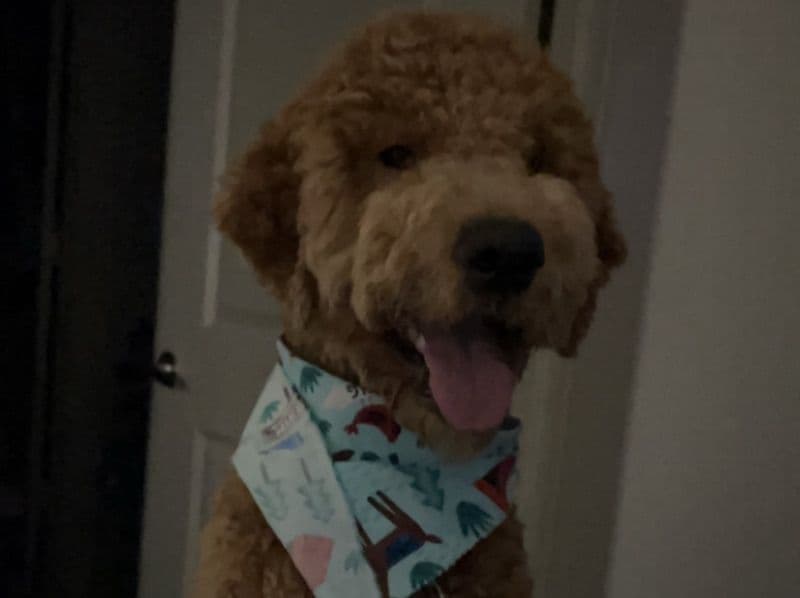 Goldendoodle 4 years 2 months old male large named Teddy for breeding in Denton County, Texas | Petmeetly