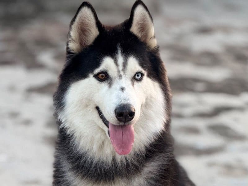 Siberian Husky 3 years old male large named Joy for breeding in Delhi Division, Delhi | Petmeetly