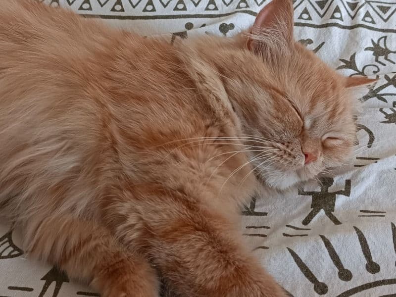 Persian 1 year 6 months old female named Ruby for breeding in Pune Division, Maharashtra | Petmeetly