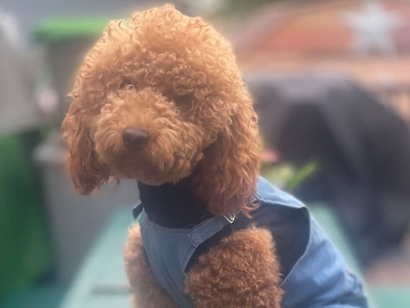 Hershey primary photo