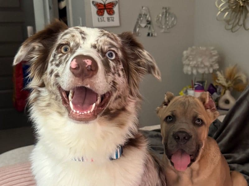 Australian Shepherd 1 year old female medium named Maizie for breeding in Clarke County, Georgia | Petmeetly