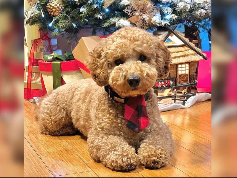 Bailey primary photo
