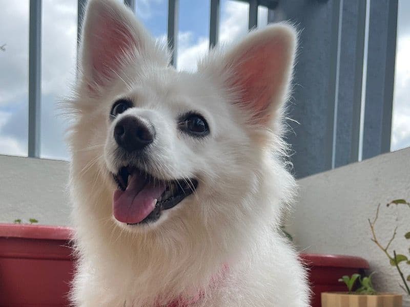 Dolly primary photo