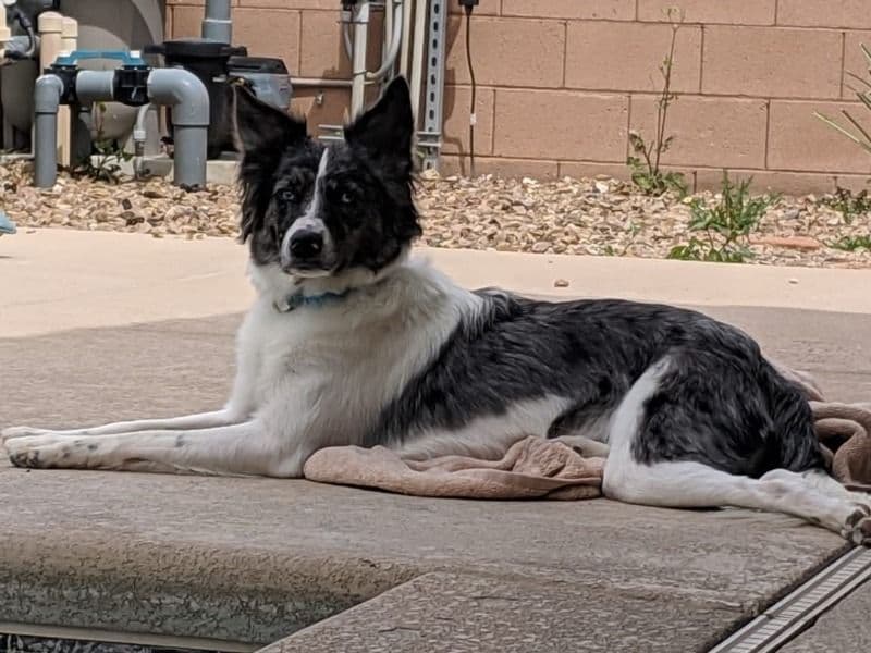 Juno primary photo