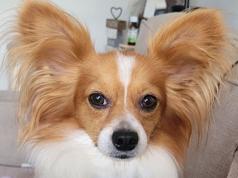 Blaze primary photo