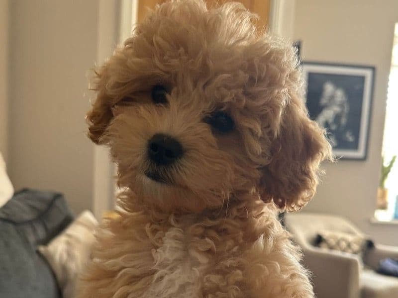 Mable primary photo