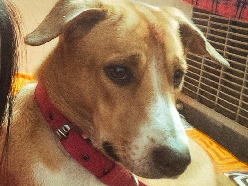 Indian Pariah Dog 1 year 9 months old male medium named Coco for breeding in Bhopal Division, Madhya Pradesh | Petmeetly