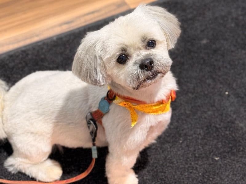 Shih Tzu 6 years old male medium named Bear for breeding in Onondaga County, New York | Petmeetly