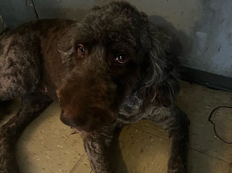 Coco primary photo