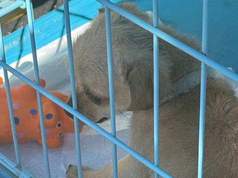 Affenhuahua 3 months old male small named Krayonn for sale in Orange County, Florida | Petmeetly