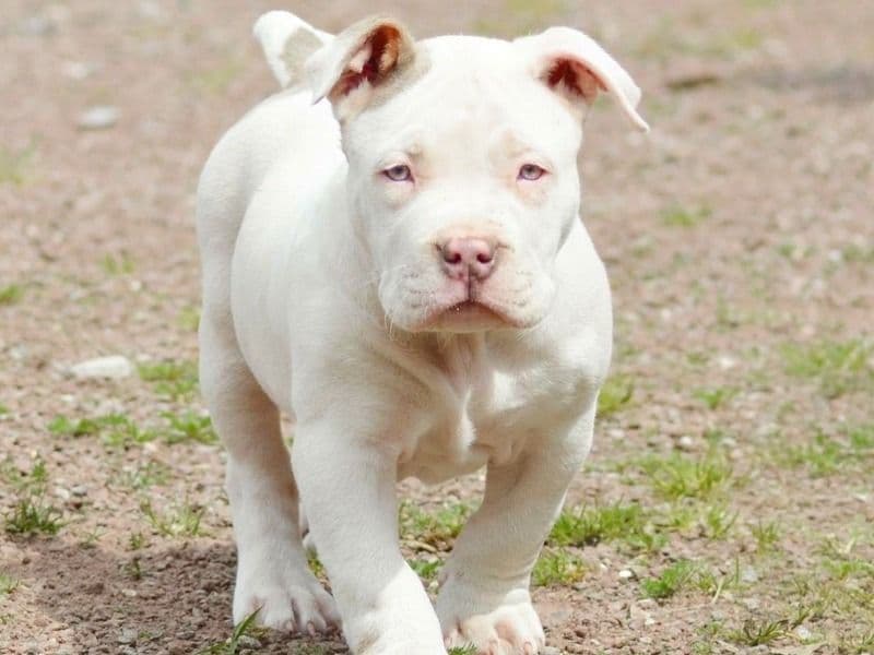 American PitBull Terrier 5 months old male medium named Jackie for sale in Los Angeles County, California | Petmeetly