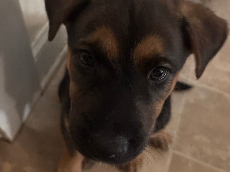 German Shepherd 2 months old male small named Kujo for sale in Caldwell County, North Carolina | Petmeetly