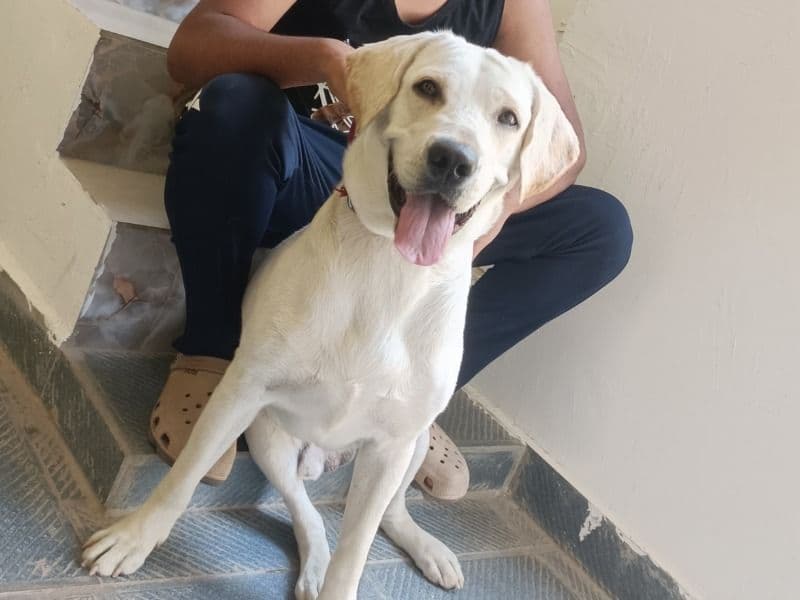 White Labrador Retriever 1 year 10 months old male large named Mickey for breeding in Nagpur Division, Maharashtra | Petmeetly