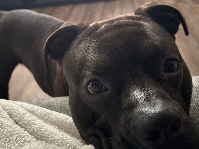 American PitBull Terrier 2 years old male medium named Deuce for breeding in Marion County, Indiana | Petmeetly