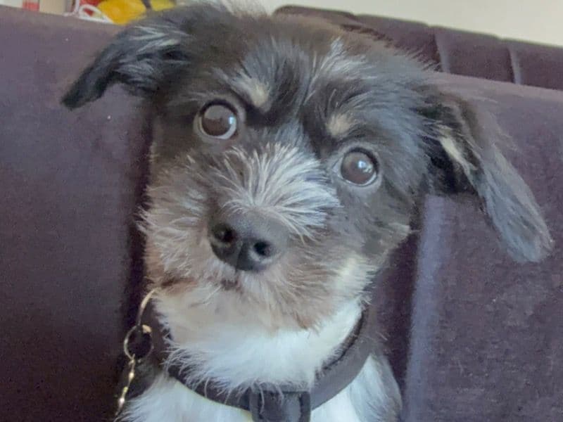 Maltese Shih Tzu 7 months old male medium named Benny for breeding in Western Australia | Petmeetly