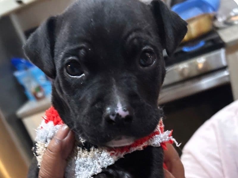 American PitBull Terrier 2 months old male small named Nightmare for sale in Bronx County, New York | Petmeetly