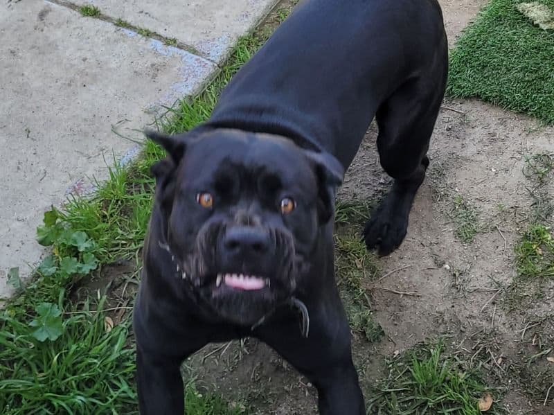 Cane Corso 4 years old female medium named Blacky for breeding in San Bernardino County, California | Petmeetly