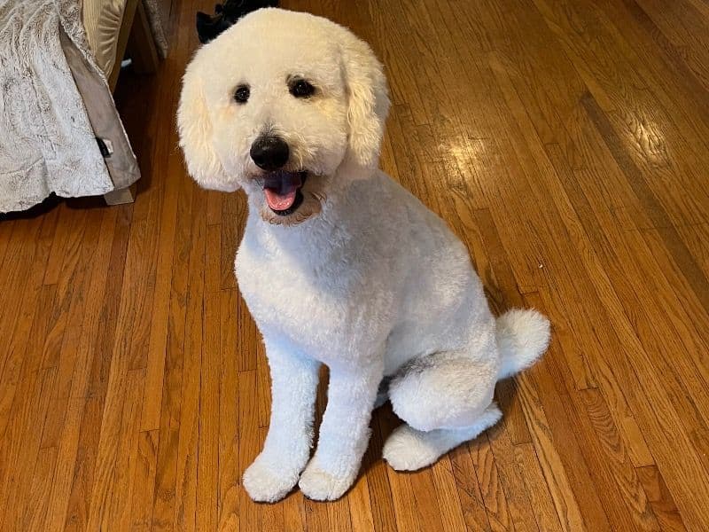 Standard Poodle 4 years 7 months old male large named Buddha for breeding in Los Angeles County, California | Petmeetly