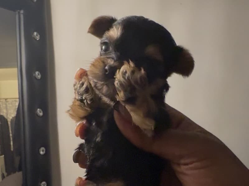 Teacup Yorkshire Terrier 1 month old male small named Pup Pup for sale in Richland County, South Carolina | Petmeetly