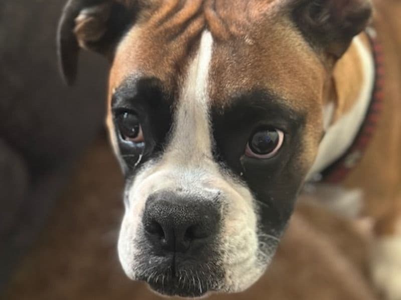 Trixie primary photo
