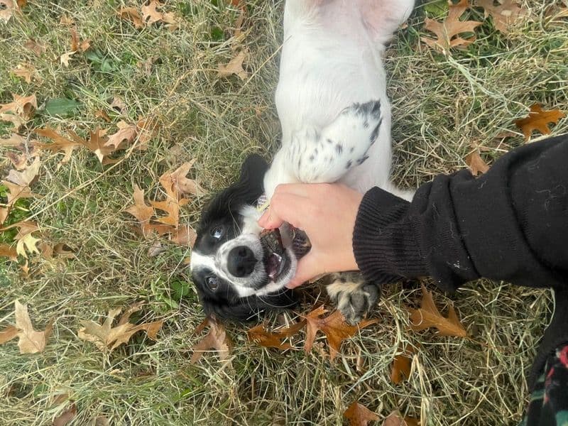 Miniature Dachshund 7 months old female small named Tootsie for breeding in Jefferson County, Kentucky | Petmeetly