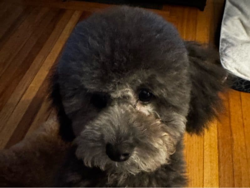 Miniature Poodle 1 year 3 months old male small named Bruno for breeding in New Haven County, Connecticut | Petmeetly
