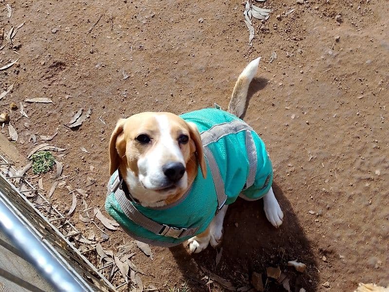 Beagle 6 years 6 months old male medium named Charley for breeding in Goulburn Mulwaree Council, New South Wales | Petmeetly