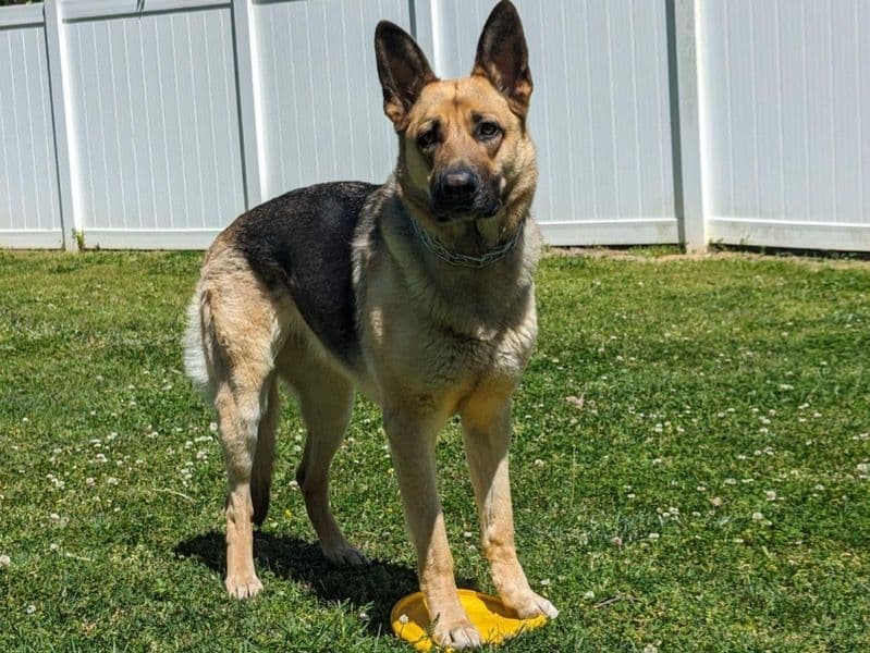 German Shepherd 4 years 8 months old female large named Zena for sale in Franklin County, North Carolina | Petmeetly