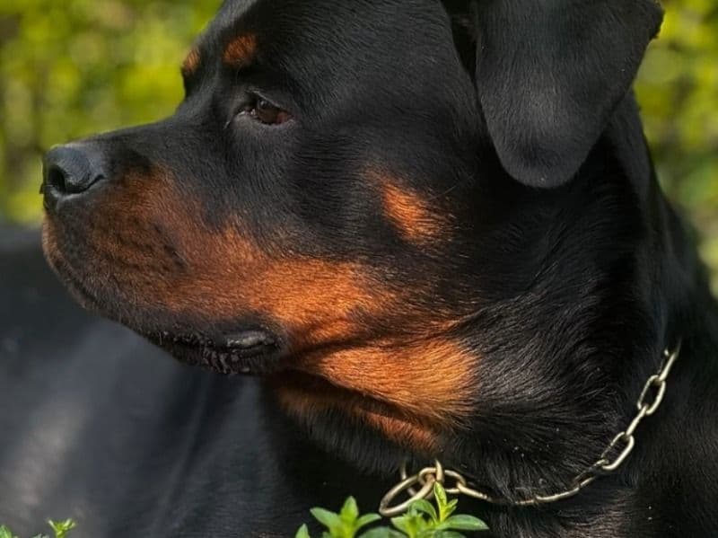 Coco primary photo