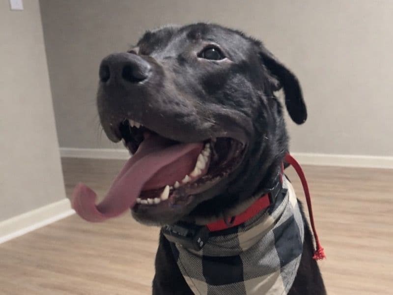 Labrador Retriever 1 year 10 months old male large named Moose for sale in New Hampshire | Petmeetly