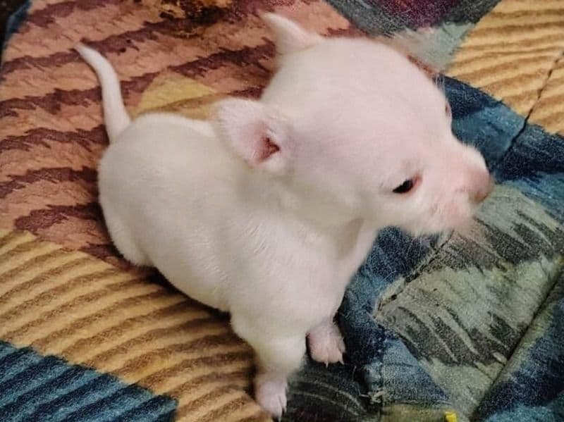 Chihuahua 1 month old female small named Luna for sale in Ogemaw County, Michigan | Petmeetly