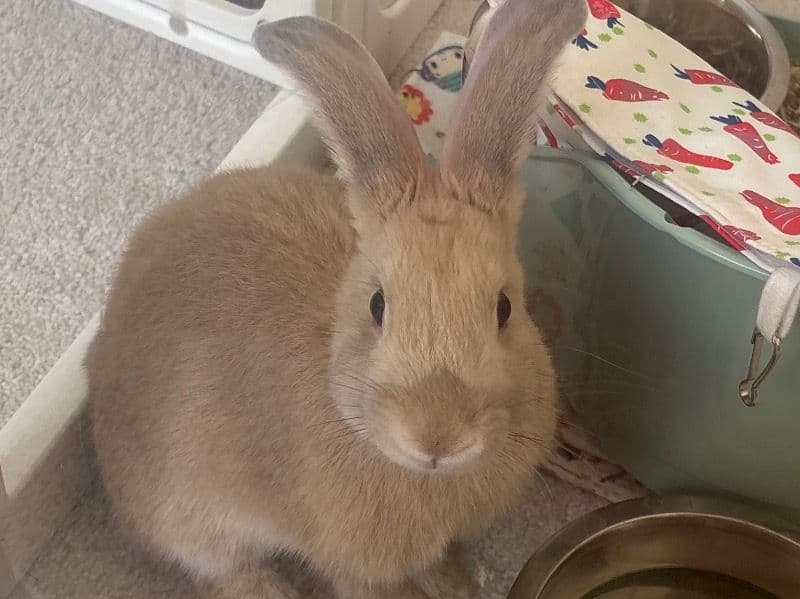 Flemish Giant 3 years old female named Baby for adoption in Clark County, Nevada | Petmeetly