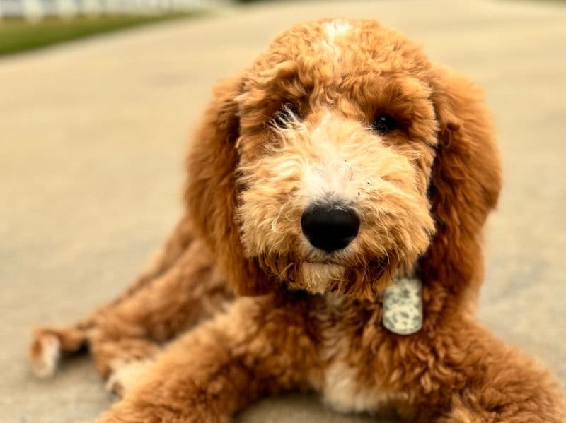 Goldendoodle 1 year 8 months old male medium named Boomer for breeding in Shawnee County, Kansas | Petmeetly