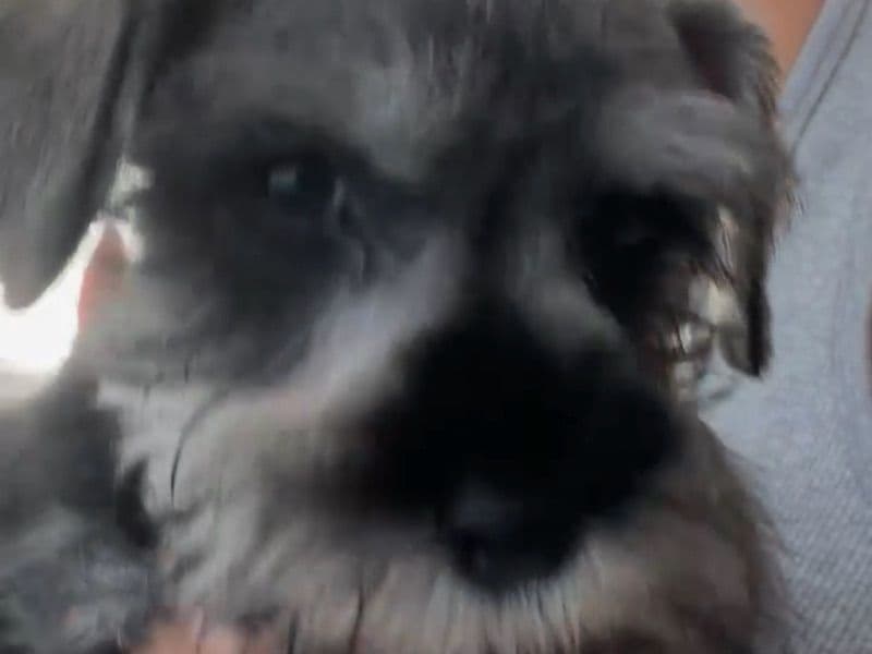 Cleo - Miniature Schnauzer | Petmeetly