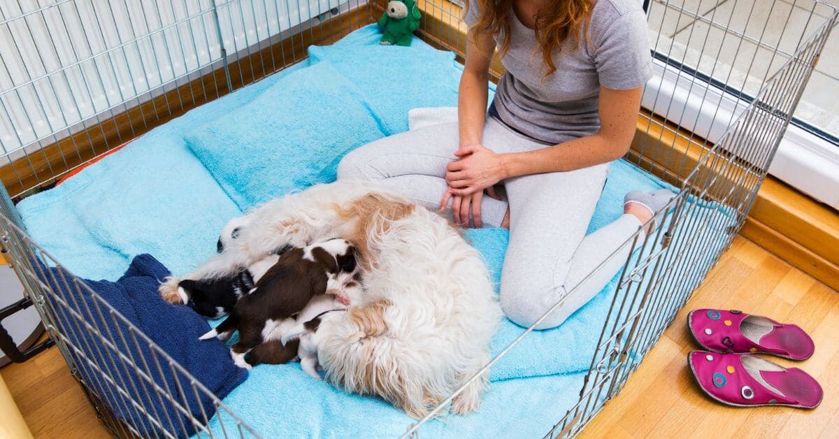 Dog Breeding Checklist and Tips For Successful Breeding