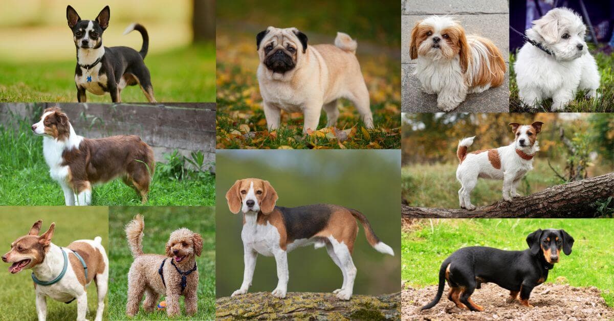 10 Cheapest Puppy Breeds at Petmeetly