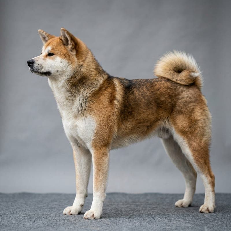 Adult sesame Akita standing outdoors, showing a red coat overlaid with even black-tipped guard hairs