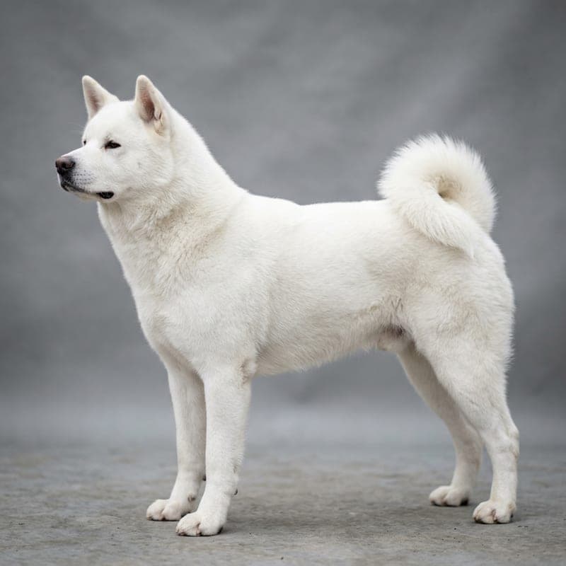 A white Akita with no mask