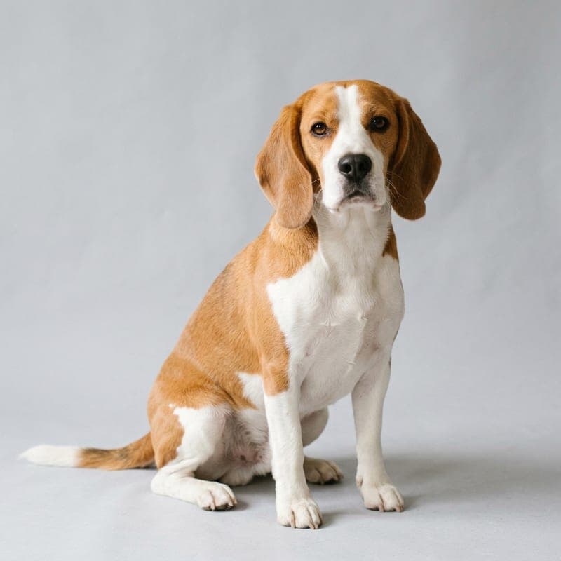 A red-and-white Beagle