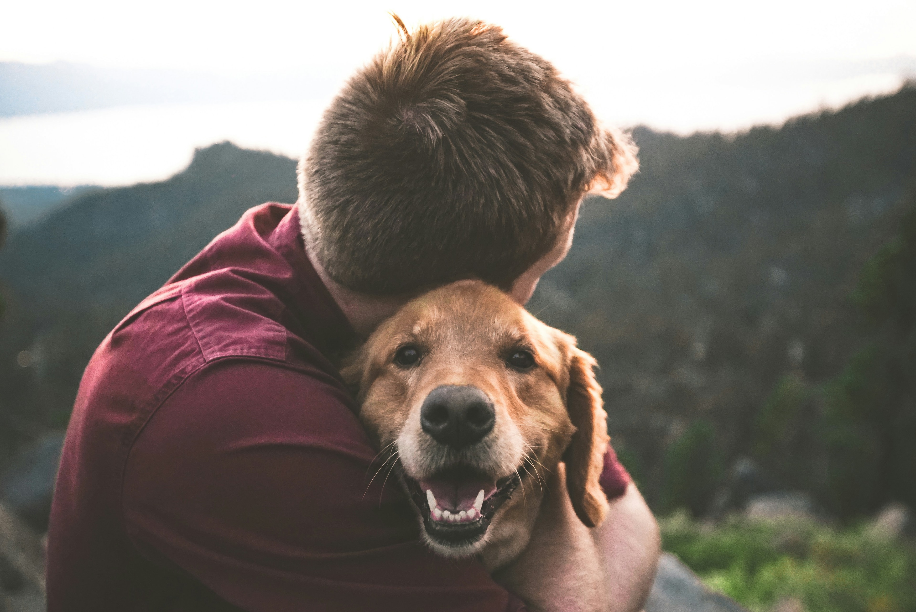Happy healthy pets for sale - Puppies, kittens and more